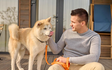 The Woof and Meow Diaries: Adventures in Pet Parenthood